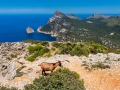 Wild Goats in Cap Formentor peninsula, Mallorca, Balearic Islands, Spain.
